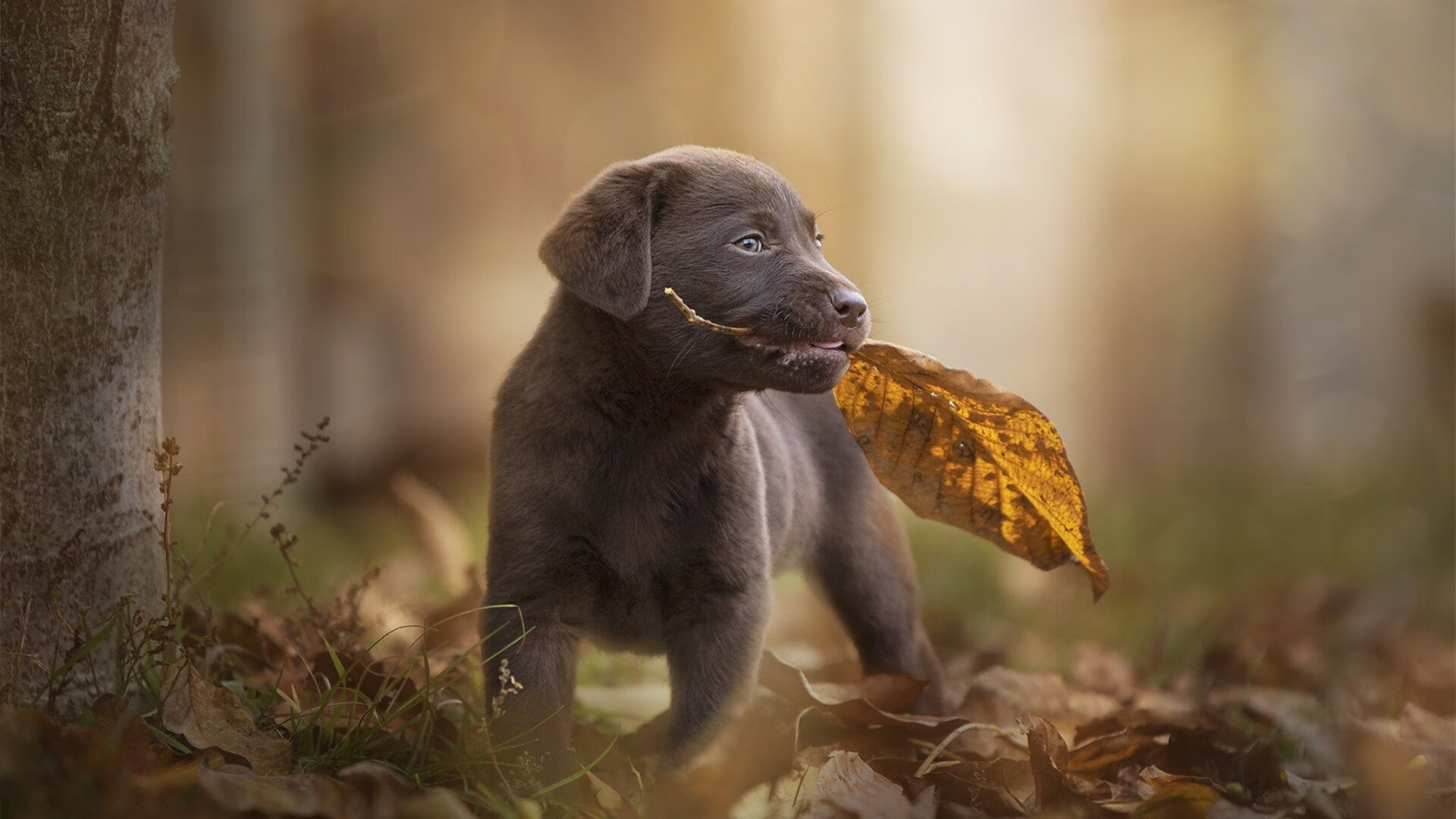 共享篮球场在城市社区广泛铺开，方便群众体育，共享篮球场项目